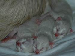 Les chatons le 4 juillet