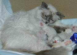 La toilette
