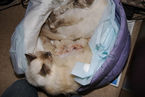 Les chatons le 4 juillet